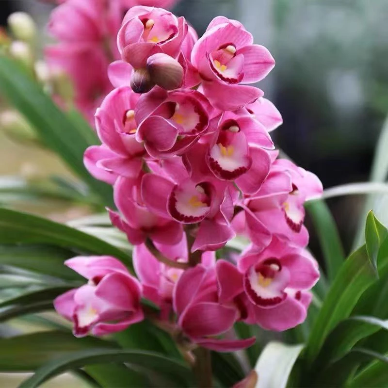 【黄金中国龙】兰花带金边浓香型4月份开花