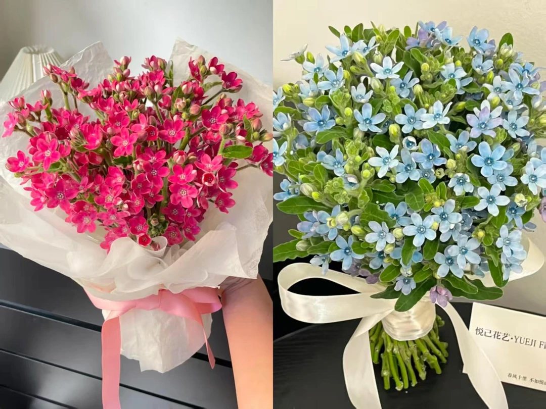 【一品花集】【蓝星花+粉星花】——组合草花