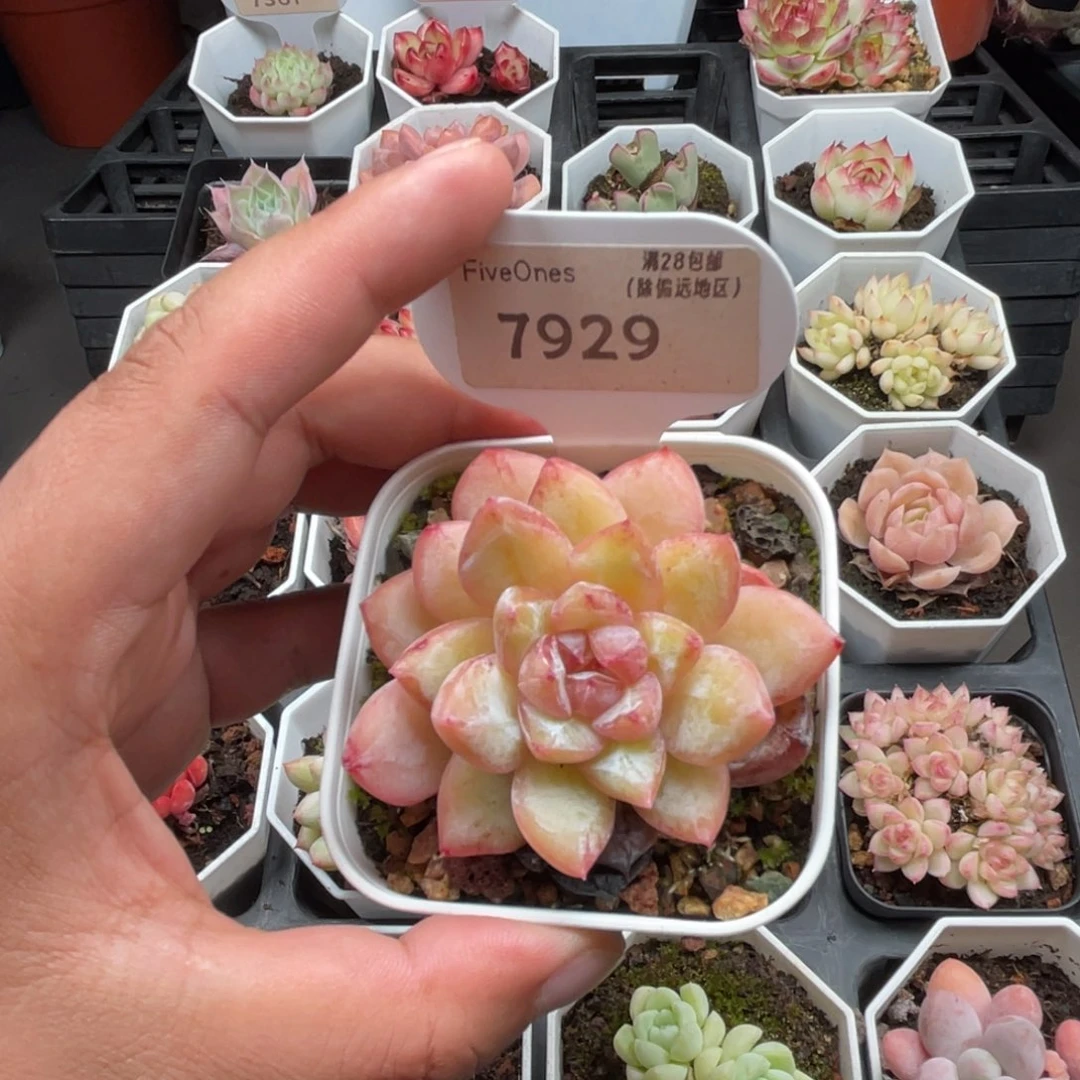 7929新品推荐4.5厘米