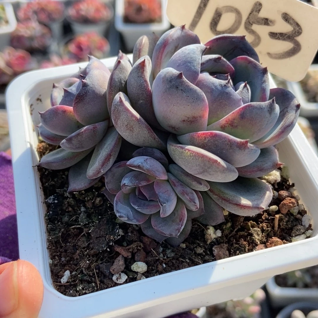 1053黑橙多肉植物多肉