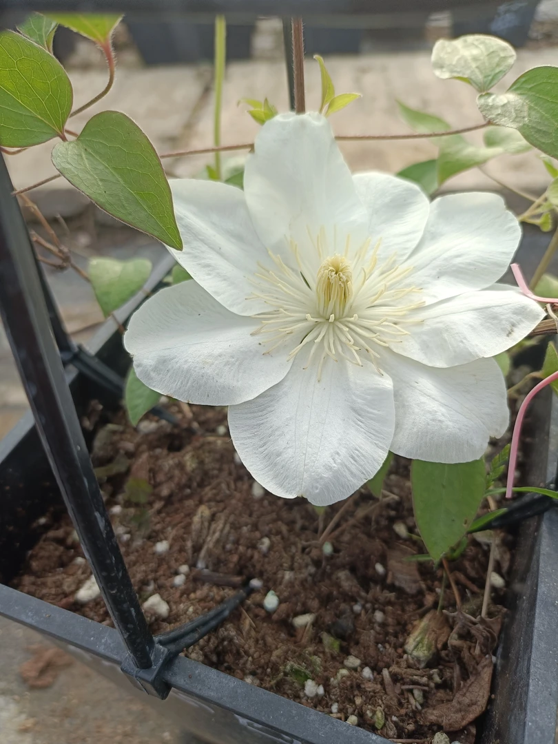 格恩西岛 中苗 二类