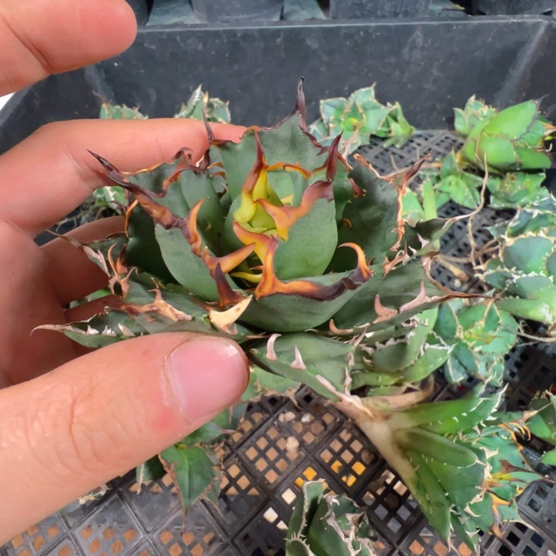 大大大大大三叉鸡