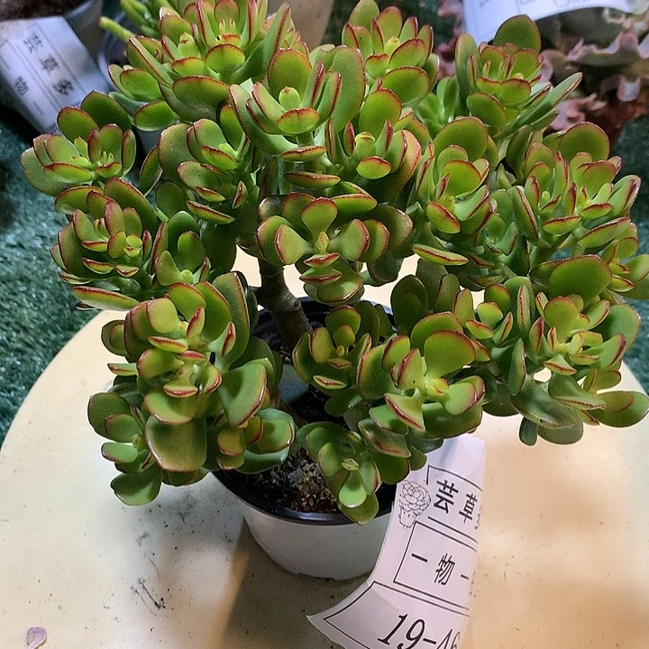 摇钱树  姬红花叶一物一拍 19-46