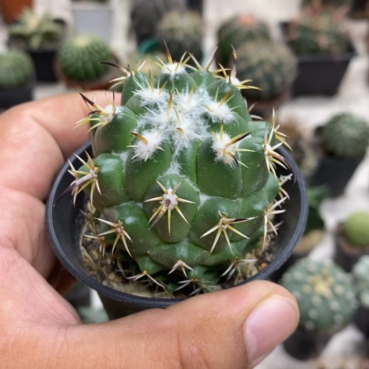 实生钢钉特价福利孤品