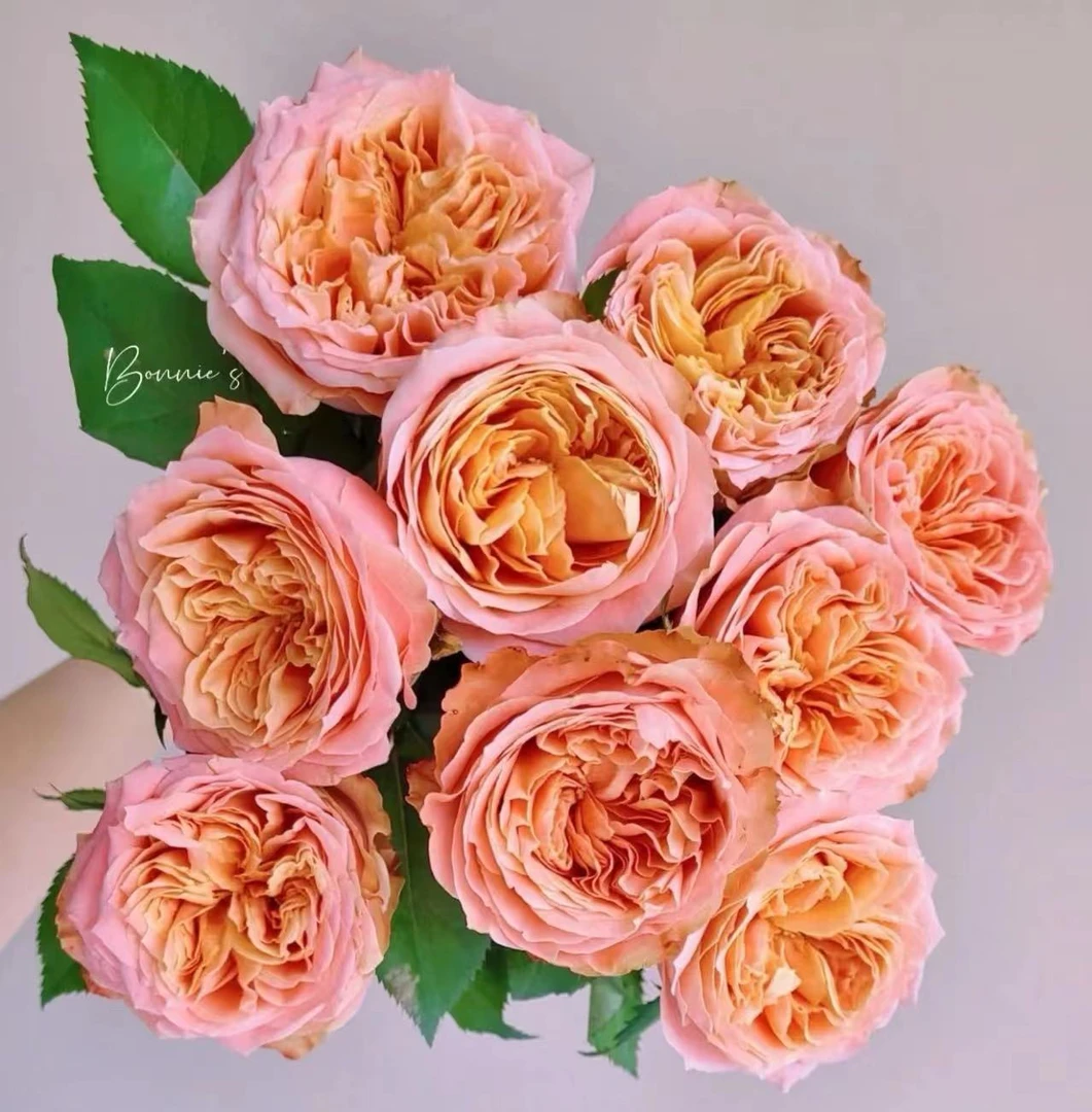 【方可桃玫瑰】云南基地直发顺丰冷链包邮到家