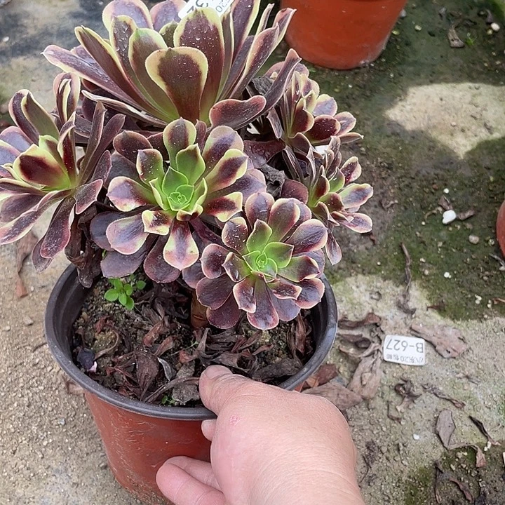 432欧嘉莉多肉满20包邮