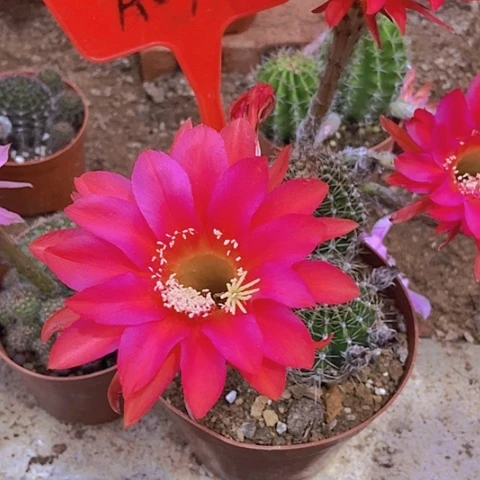 心****姐仙人掌彩草A0 70