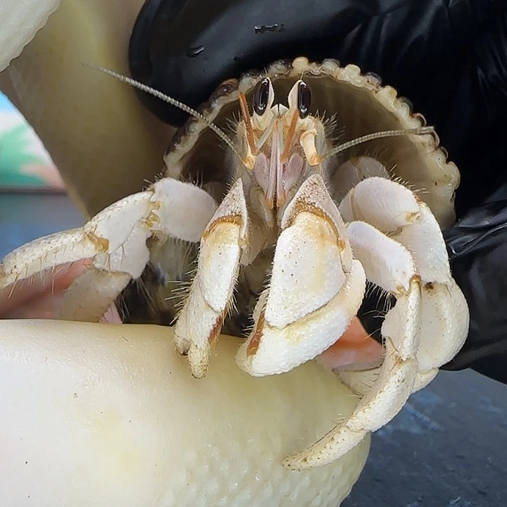 A23干净奶白灰白1.5cm口径