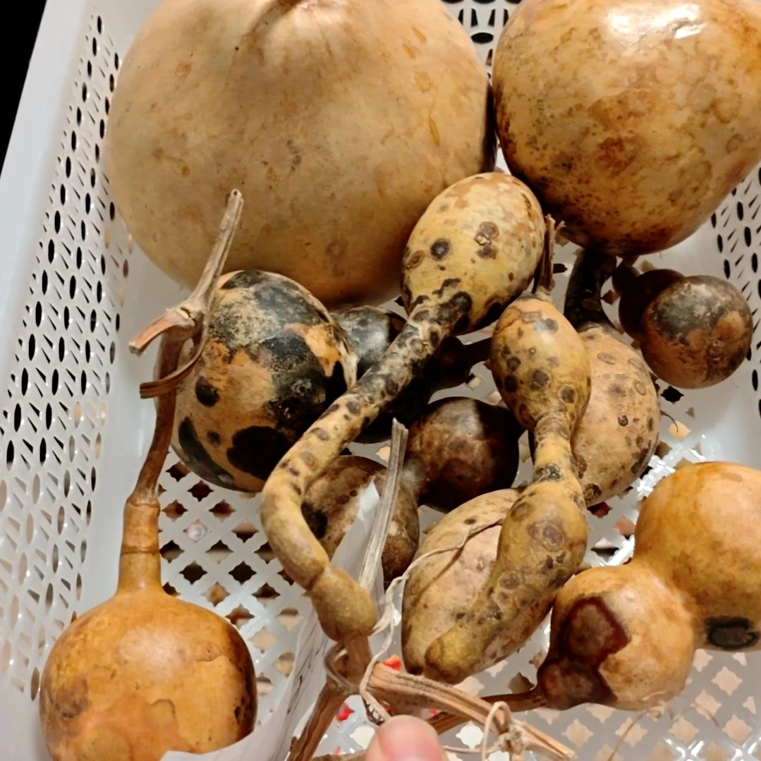 （***）直播间专拍葫芦葫芦