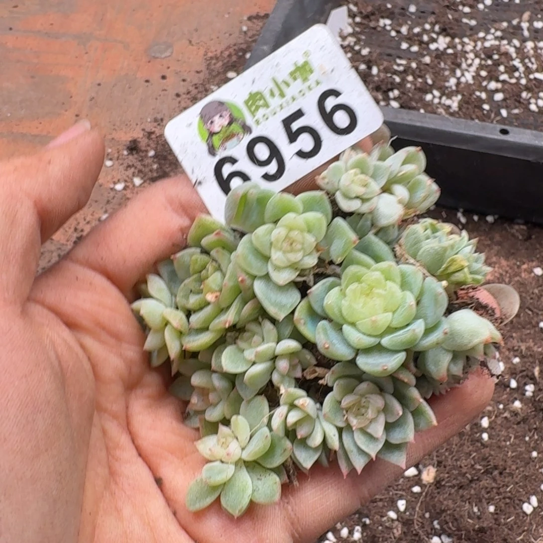 蓝***田多肉植物多肉植物