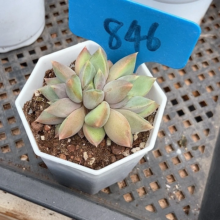 @***8多肉植物红象牙846