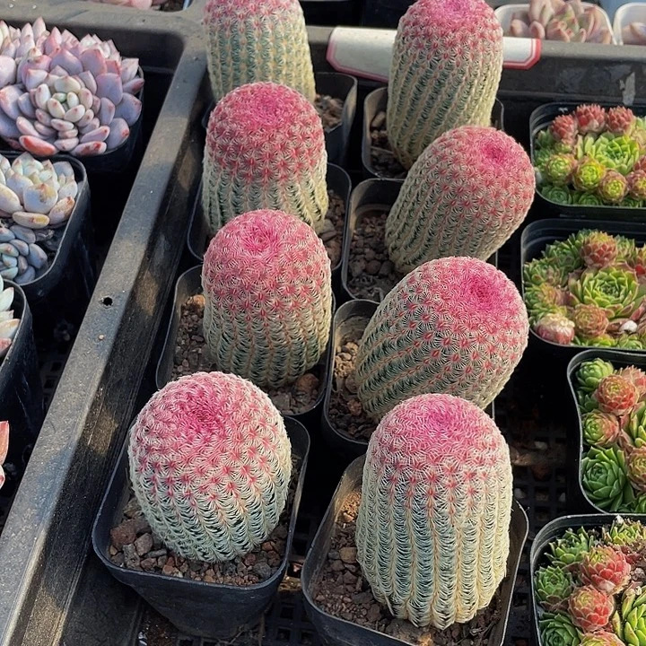红太阳带盆土发货