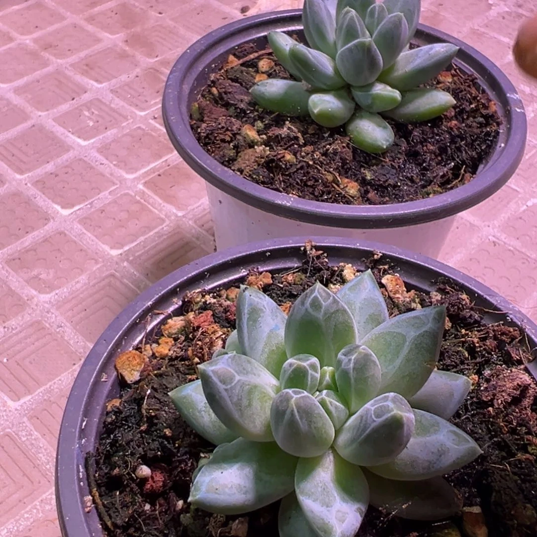 正版青花瓷多肉植物29.8