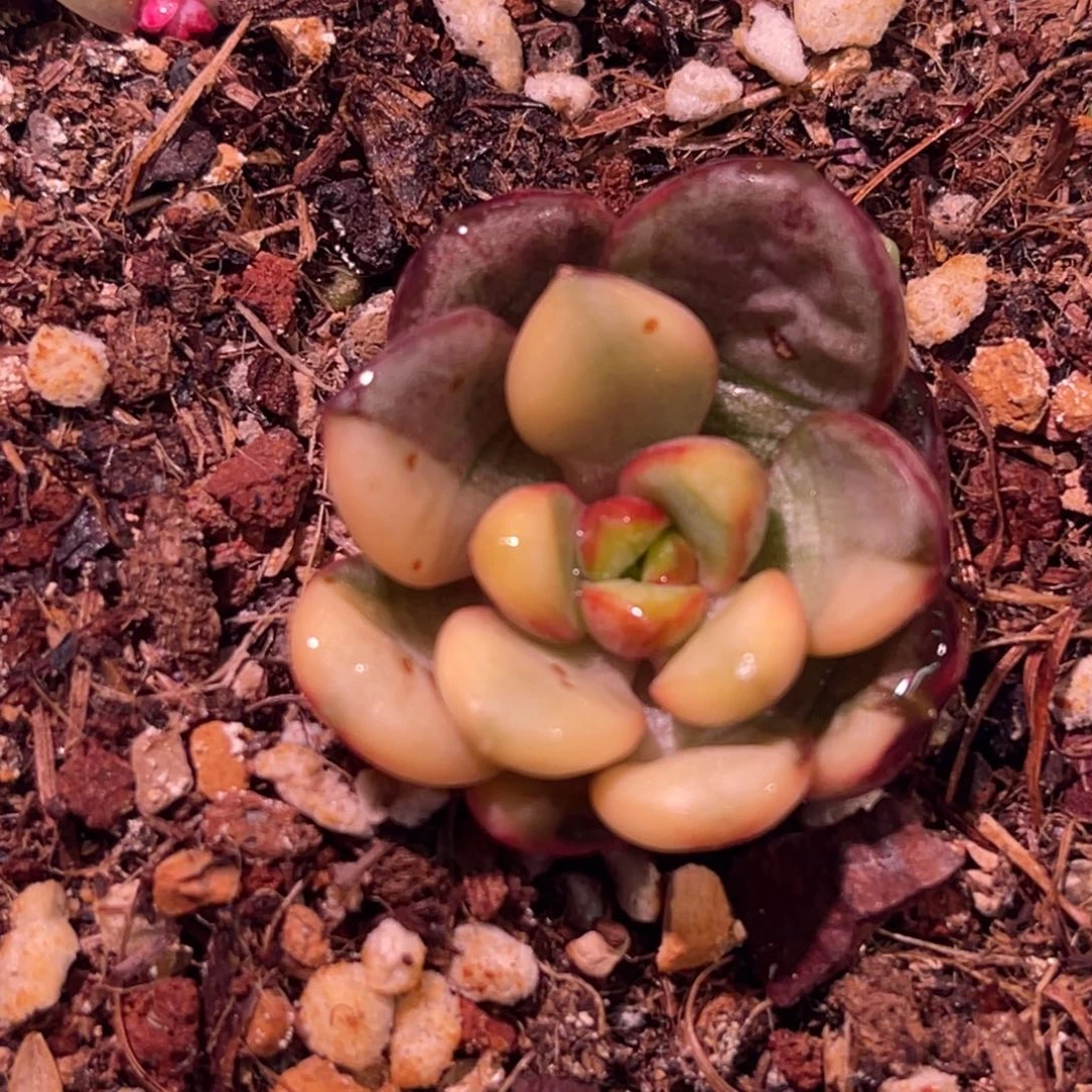 尚品特价葡萄锦有须根