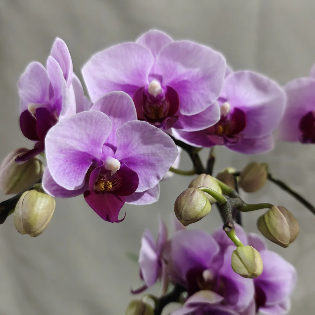 （宝贝2-4）蝴蝶兰 花期长 拍两份以上配大盆