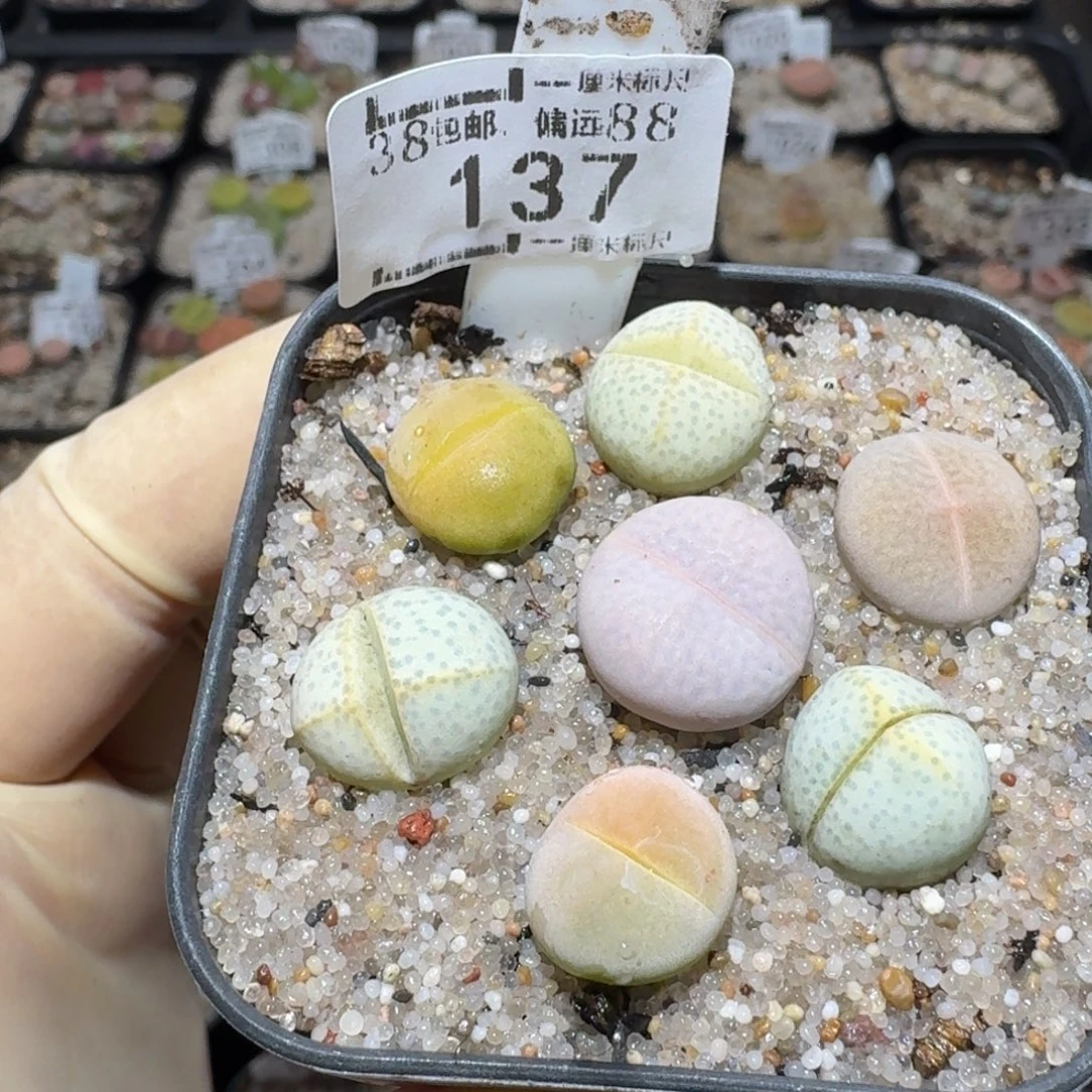 z小黄车里捡漏啦137