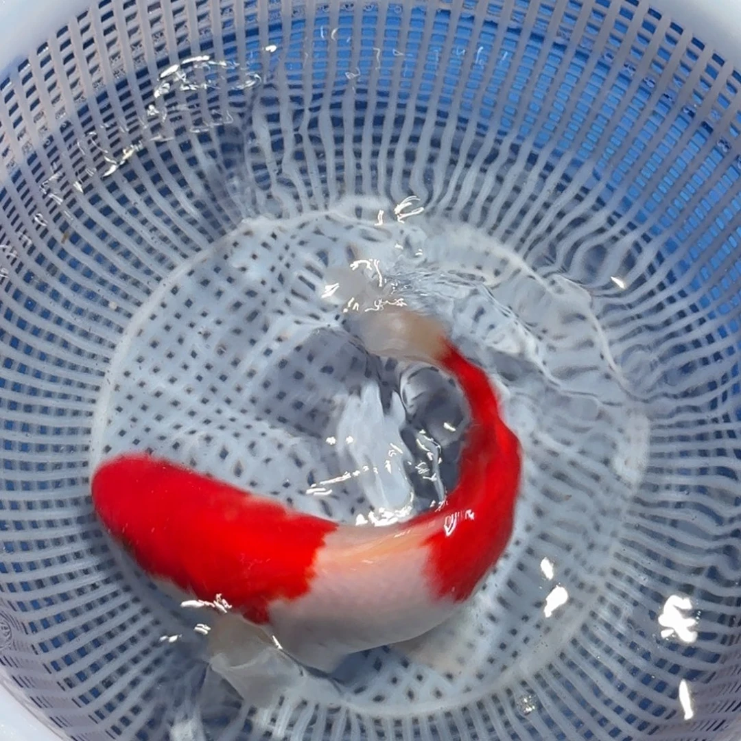 锦鲤精品甄选血统锦鲤