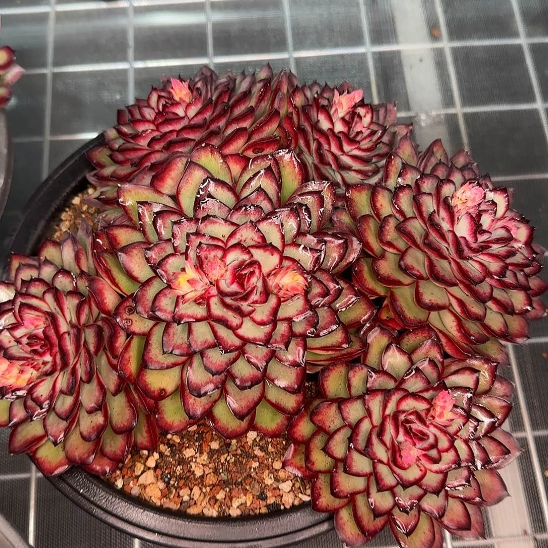 从前慢花园精选肉酱玫瑰