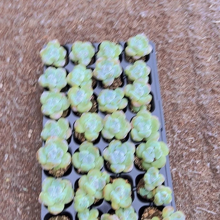 清***清A13超个体优选冰玉！！！