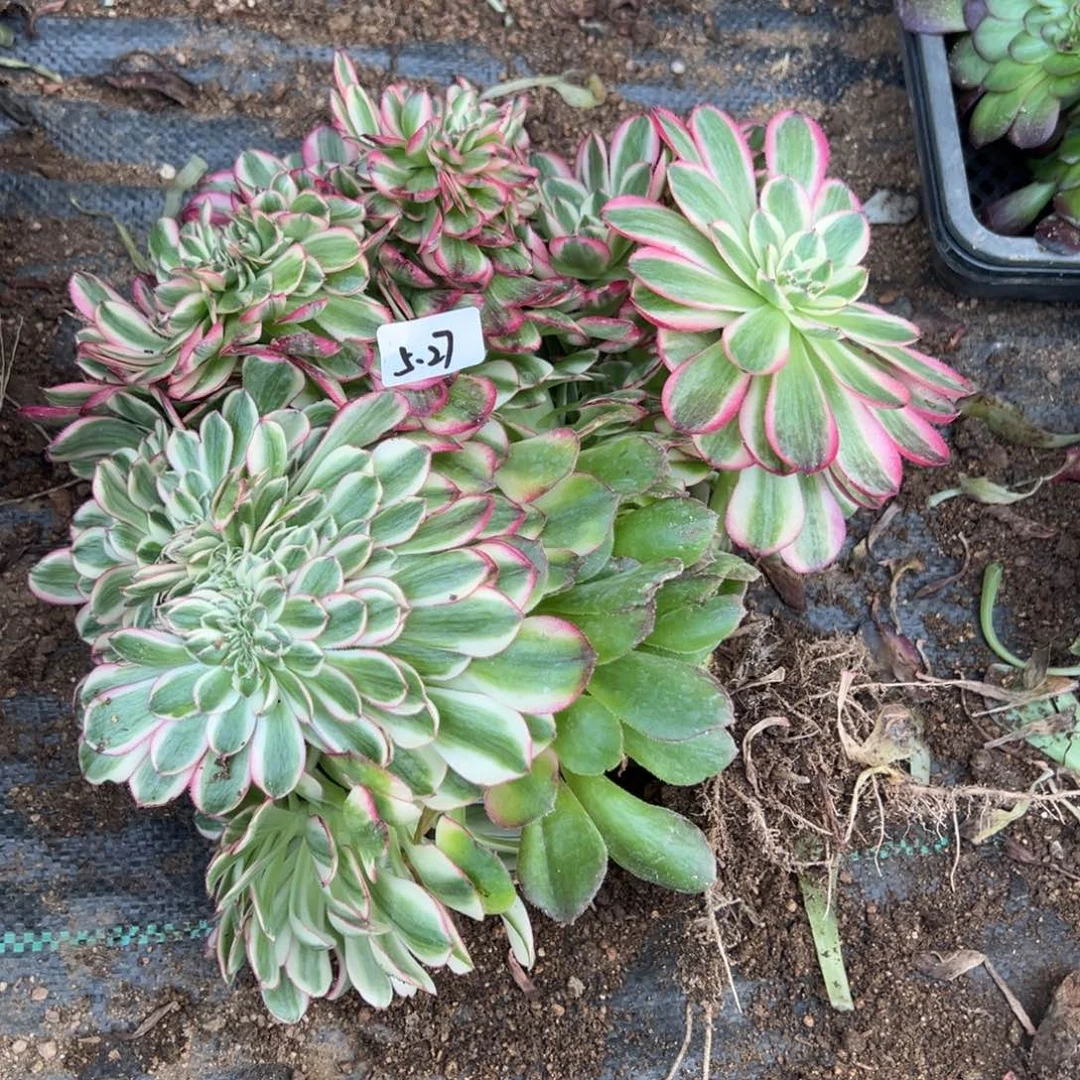 27荔枝缀多肉多肉多肉