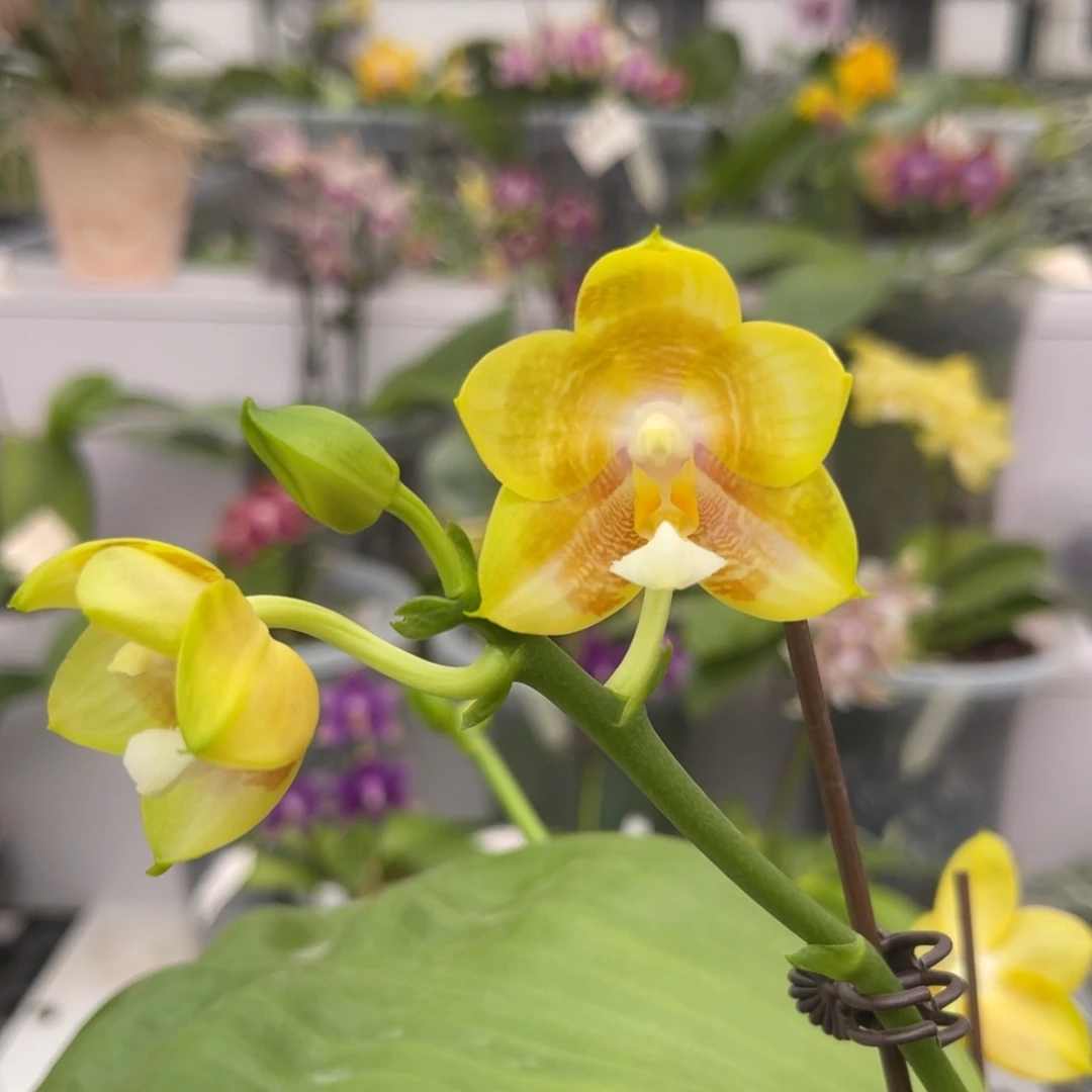 完全开放1594 5寸新出根黄龙交永和金丝雀 一物一拍