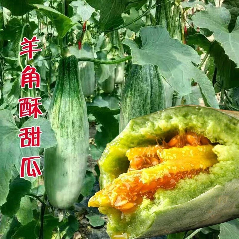 羊角蜜甜瓜种子正品羊角酥脆甜种籽薄皮香瓜春季四季水果种孑多汁