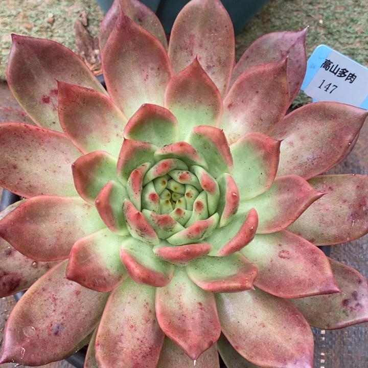D147- 直播福利 菩萨
