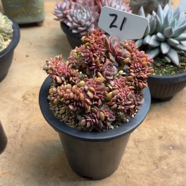 多肉植物，大红袍缀21号