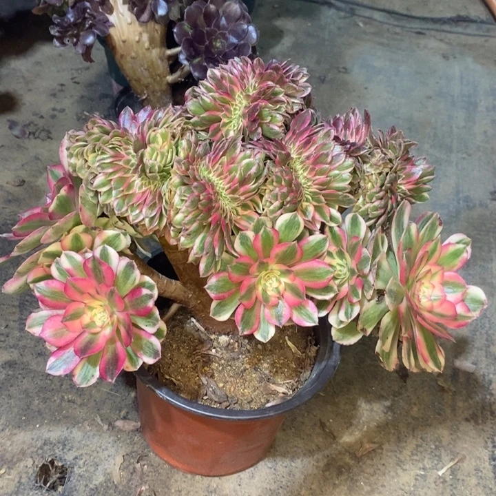 倾城缀多肉植物33