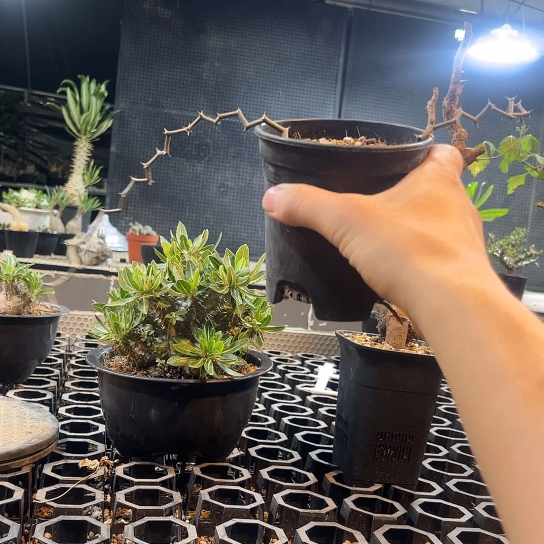 弯曲龙6699968999999999