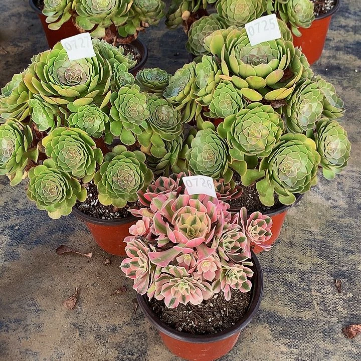 鸡***地多肉丸生节粉女巫727725726