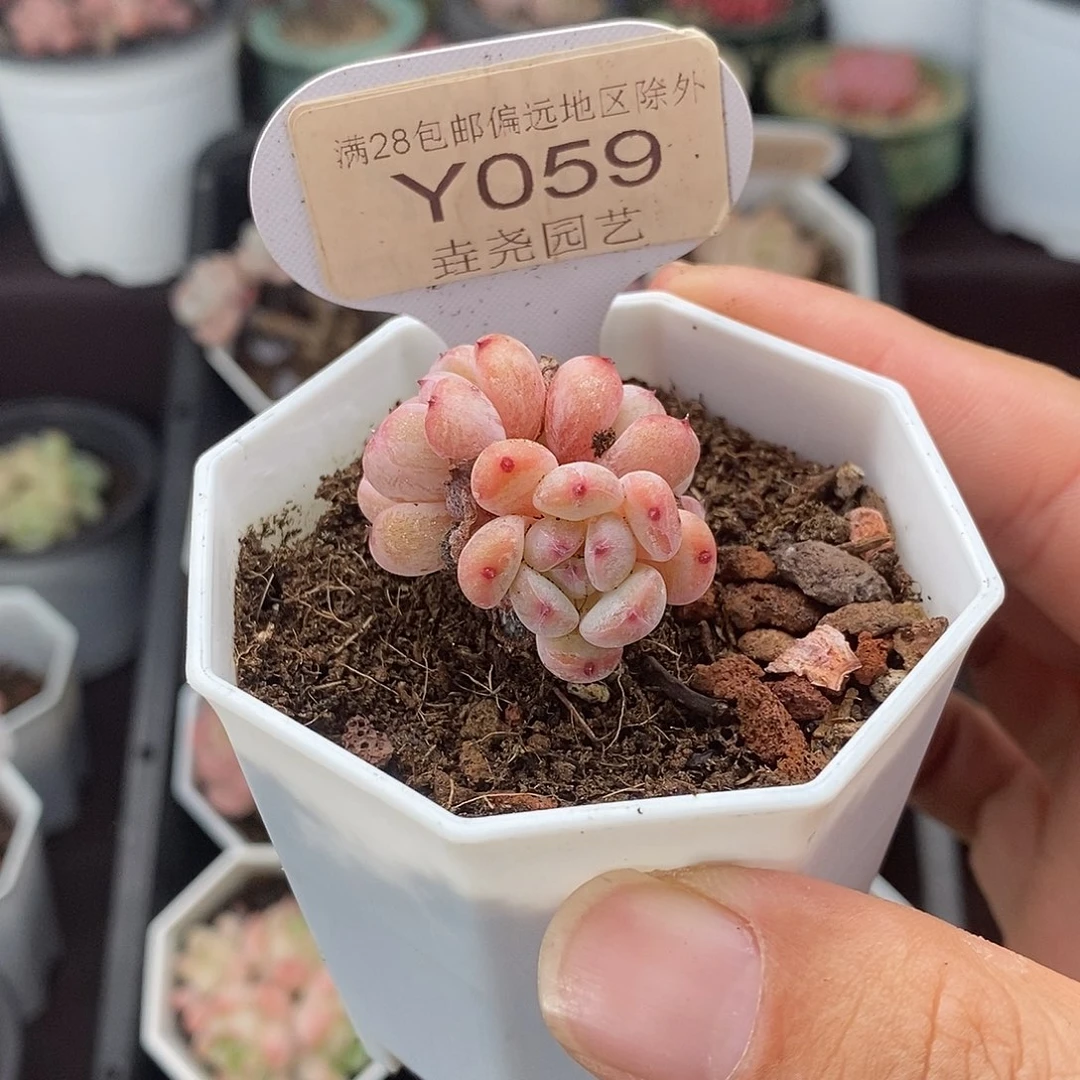 0059 雪爪三头 3cm