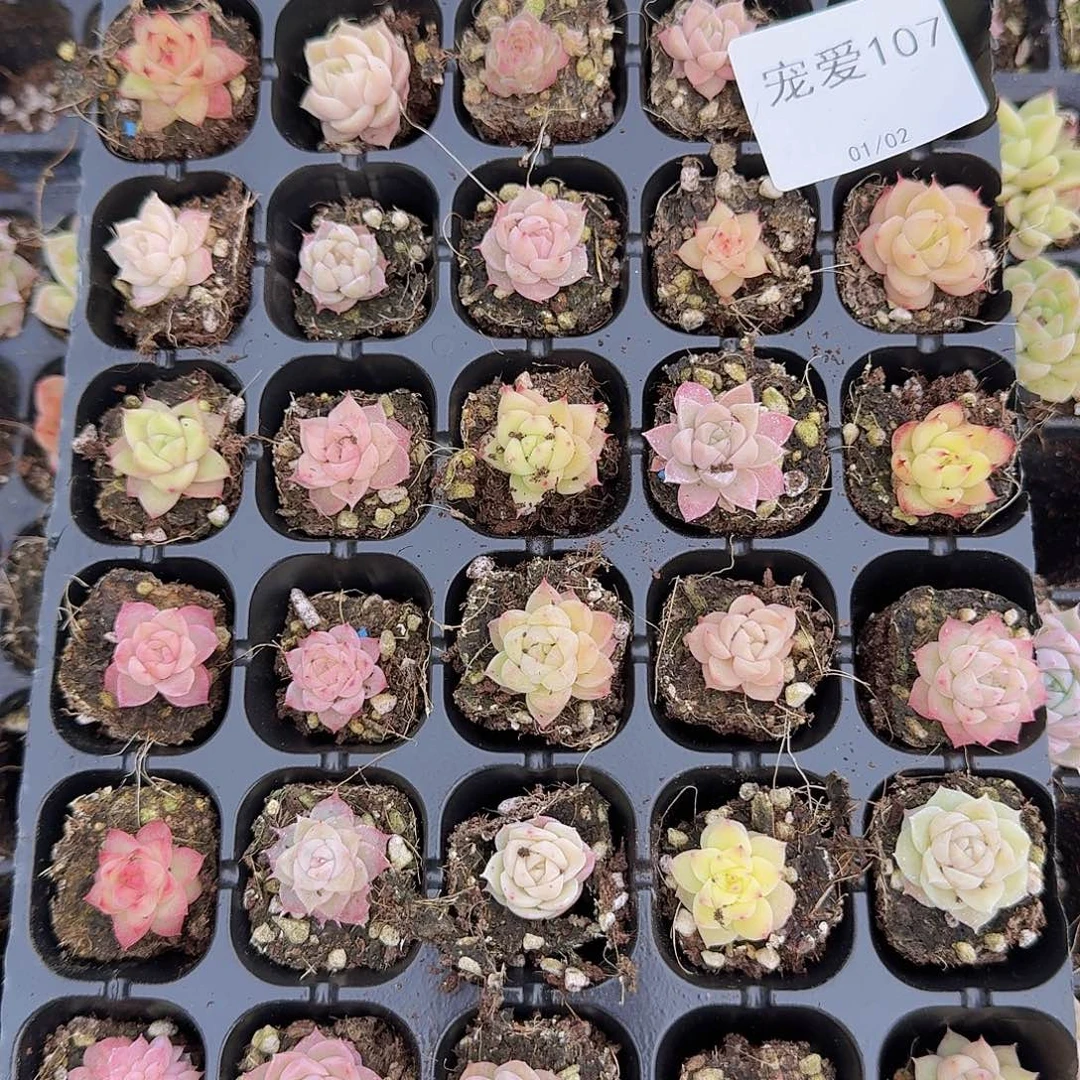 直播福利一物一拍107