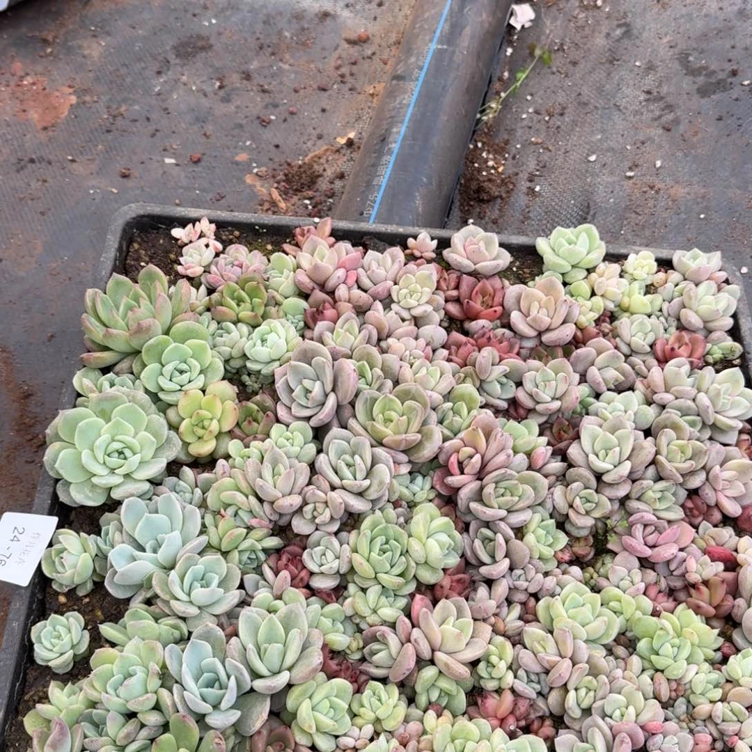 多肉阿胶一物一拍24-76带筐