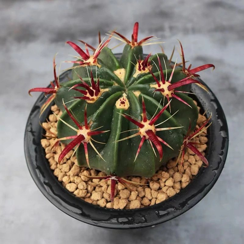 中号日出仙人球 多肉植物 裸根发货