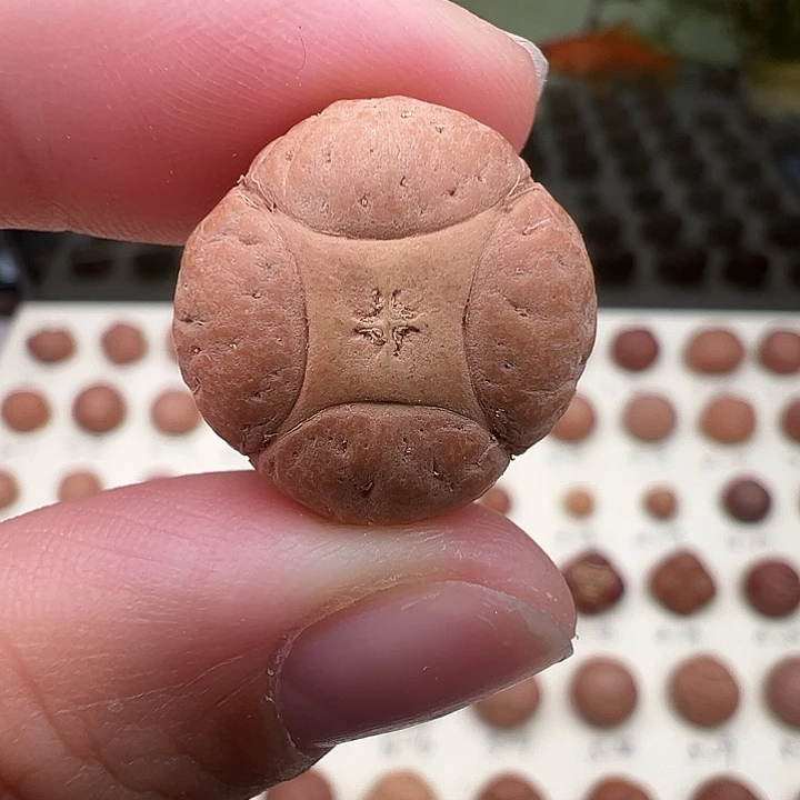 铂***刀凤眼菩提吊坠麒麟