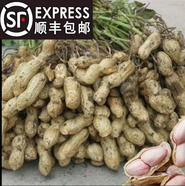 花生粉皮 现挖现发