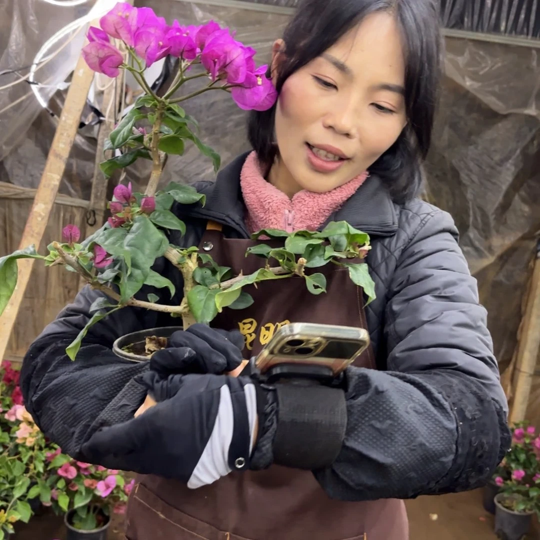 全部花苞（佩特洛伊）三角梅会落花落叶苗有大有小