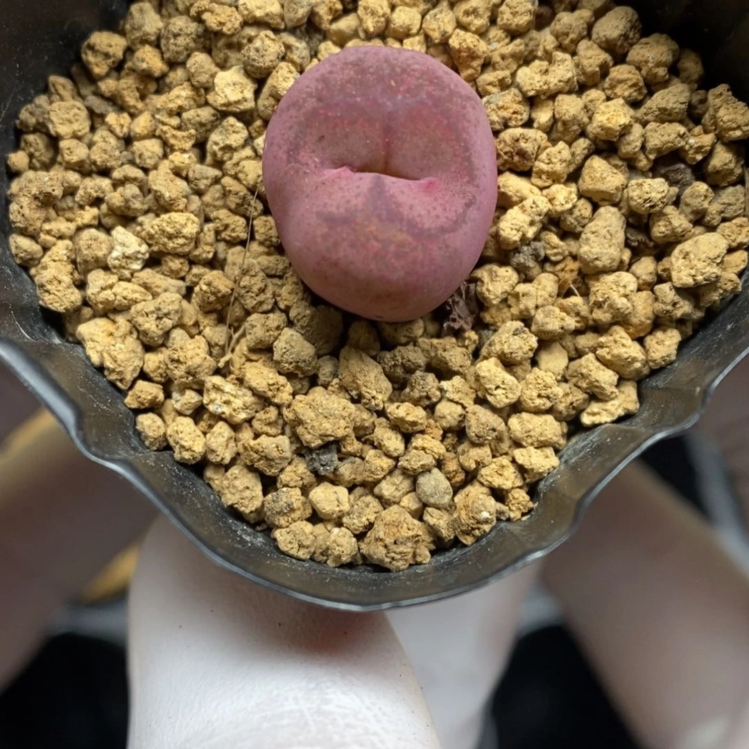 多肉植物肉锥杂交K-5130 蜜桃杂