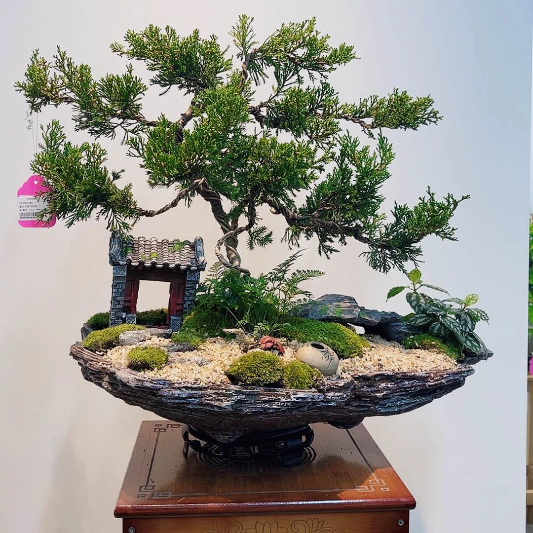 高端绿植一物一拍