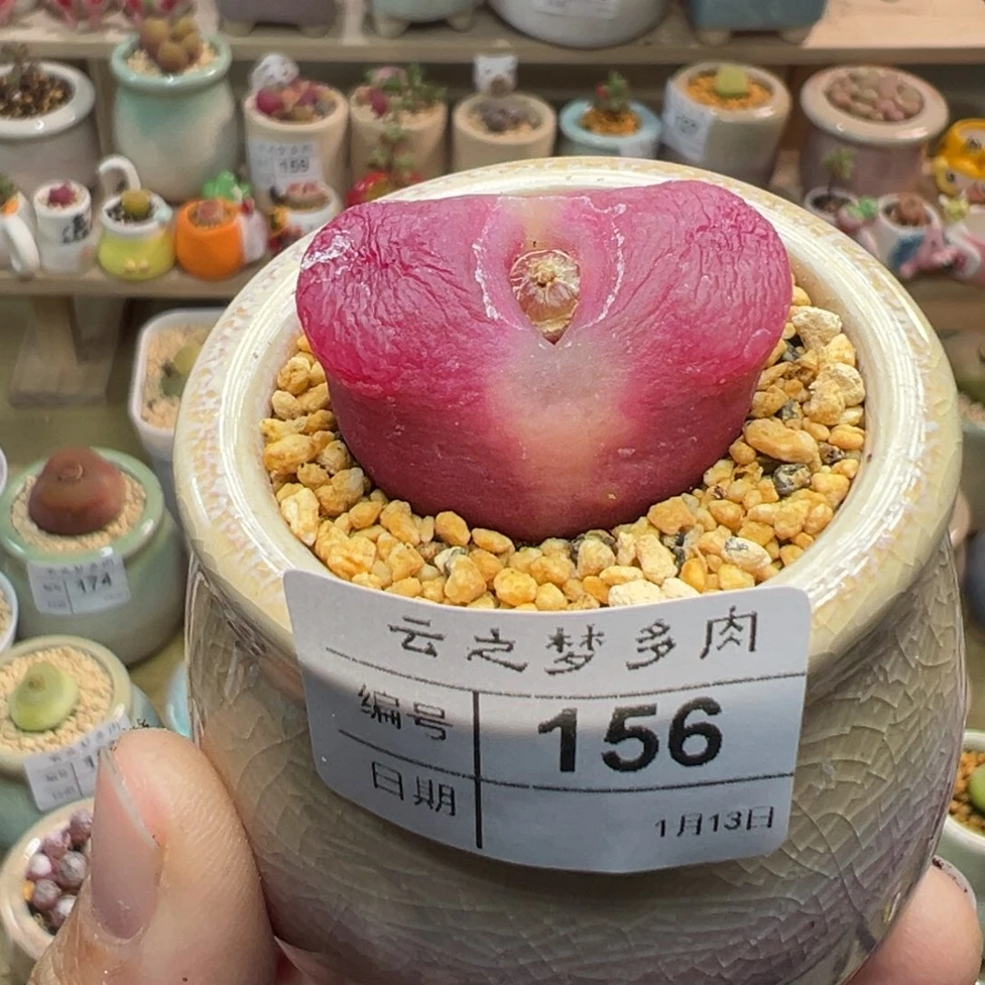 多肉植物156号毛母本