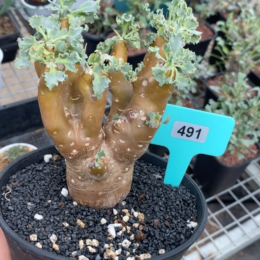 格加杂雪鹿厚炖菊