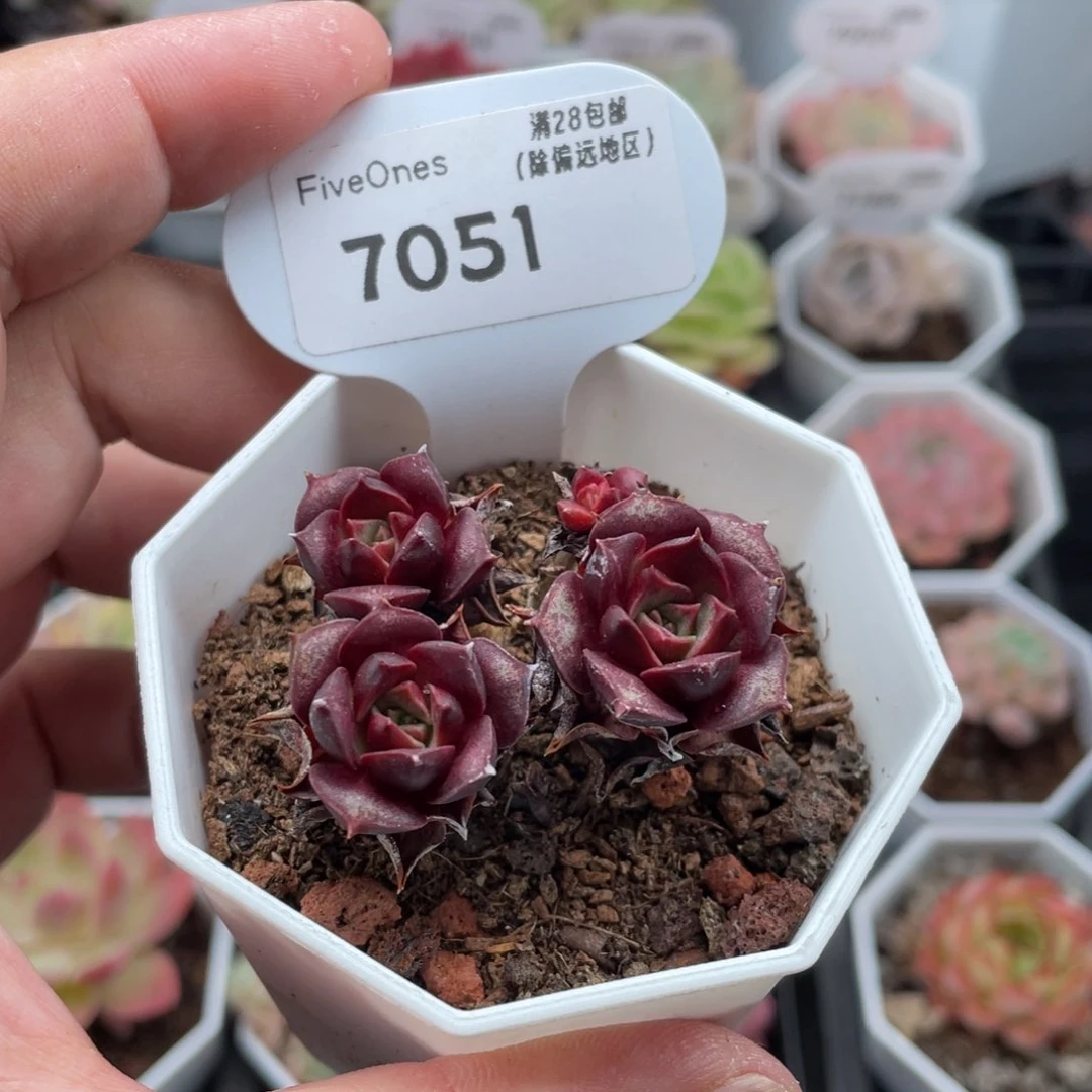 7051罗西玛4.5厘米