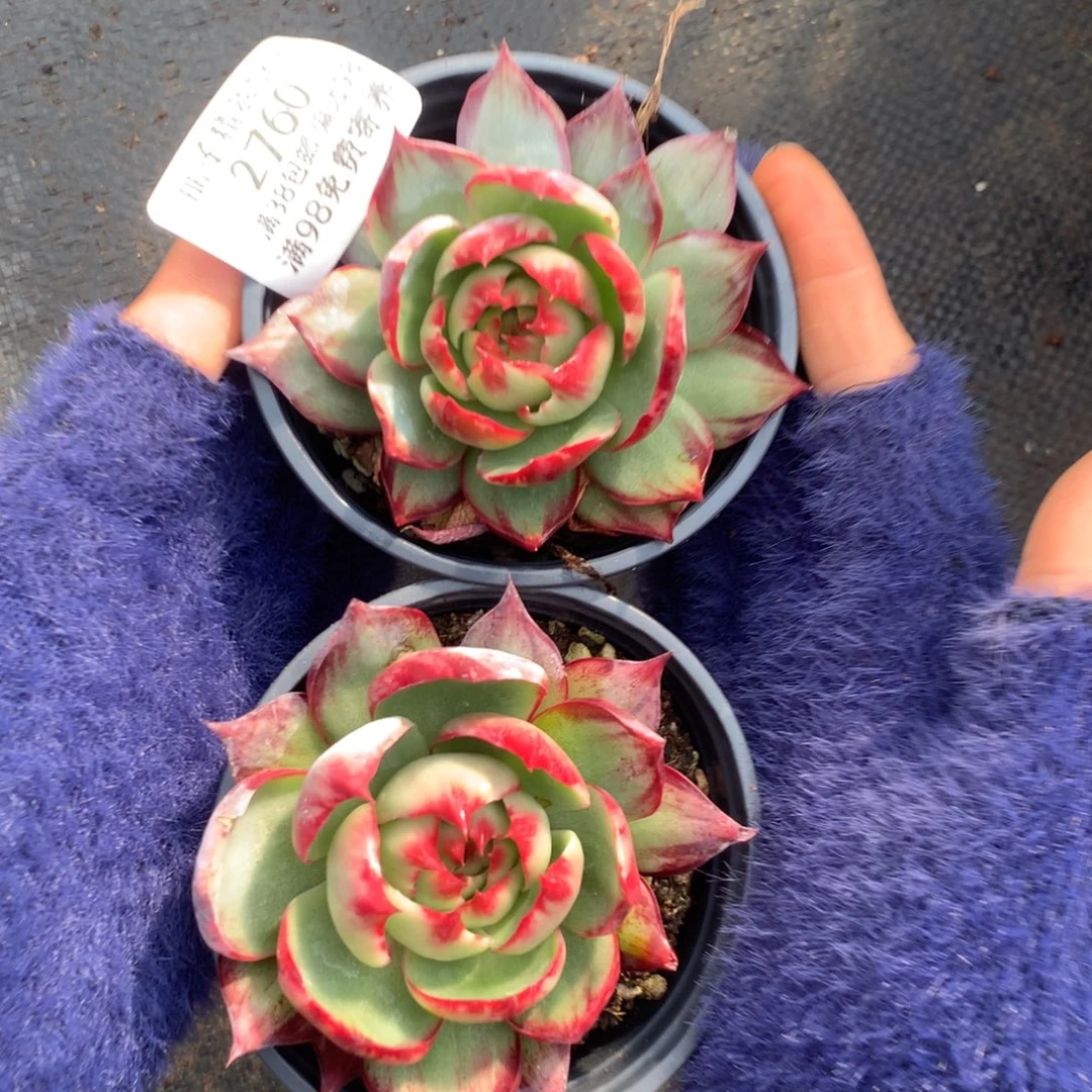 2760号多肉植物惊鸿2颗