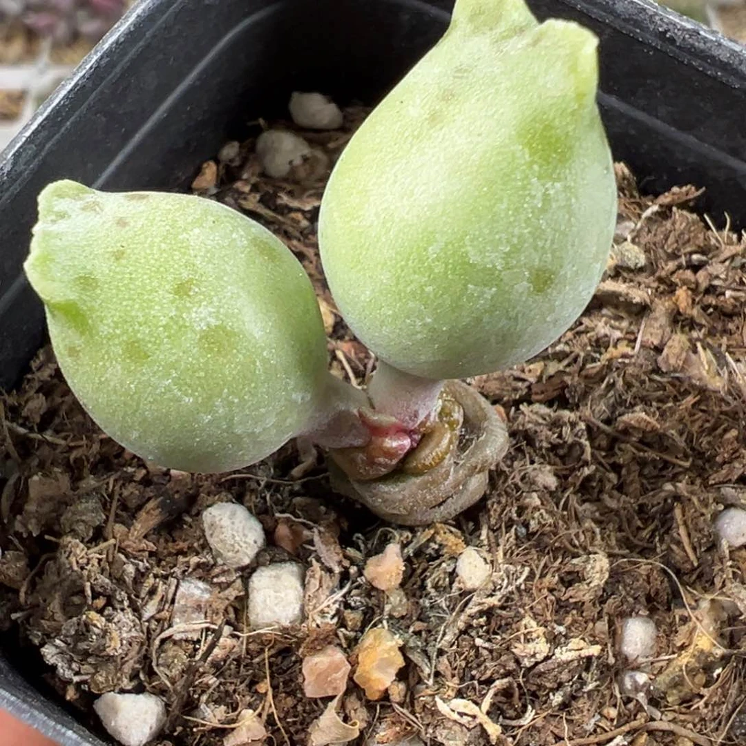 黄金海豹多肉植物水泡