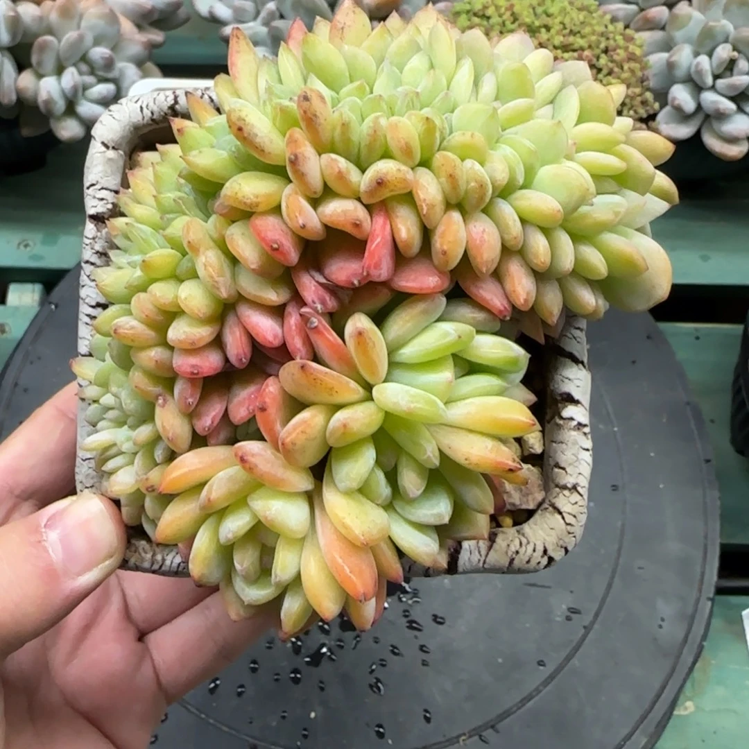 全明星缀，发货点延迟