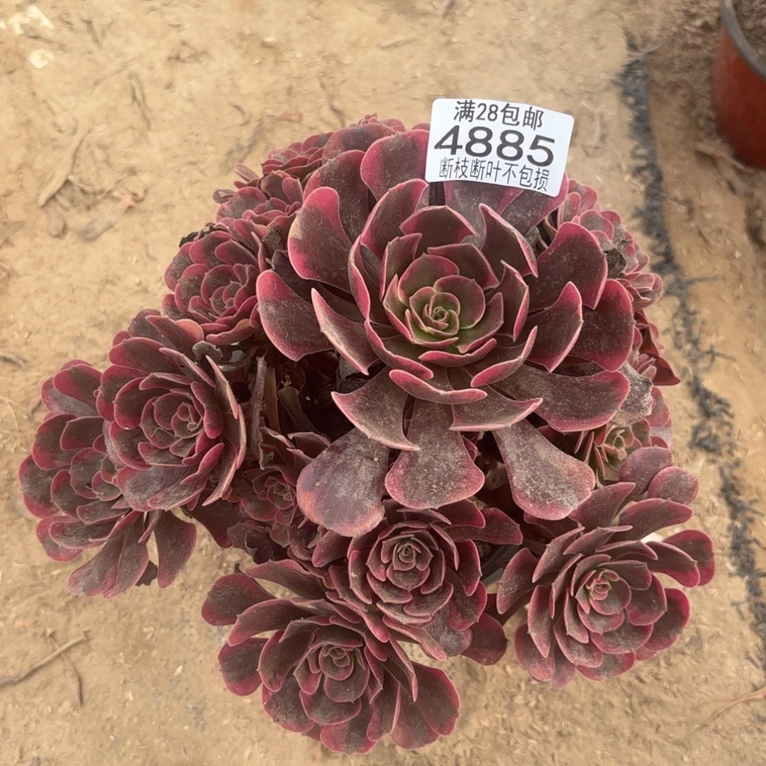 Q. 4885爱神多肉12233