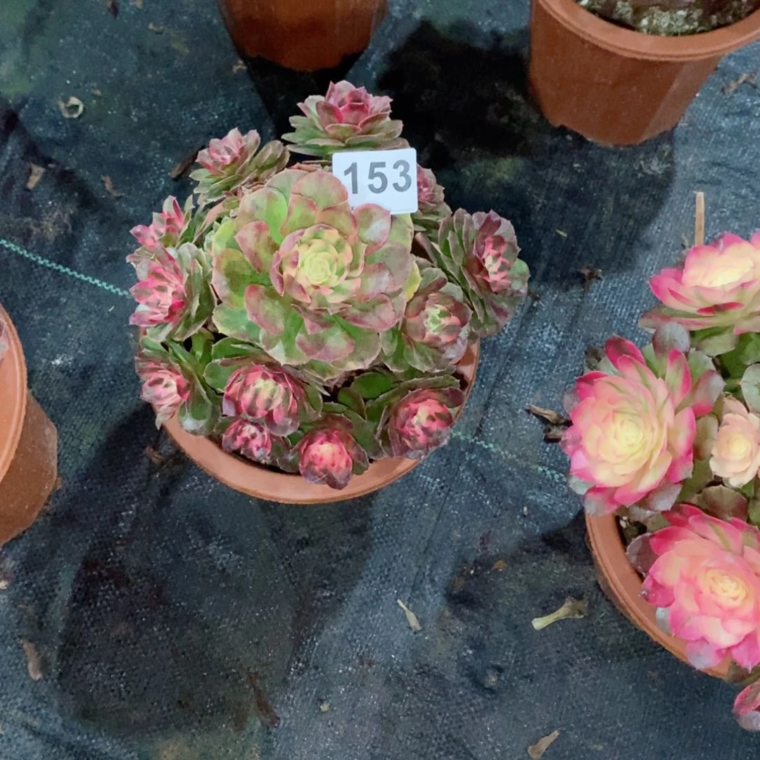 荔枝153多肉18冠服