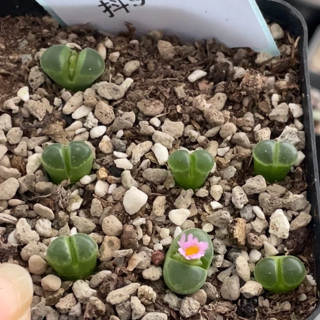 9-137风铃y400多肉植物