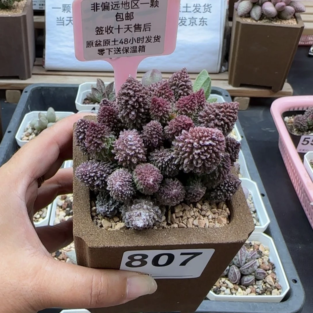 807朱紫玉多肉植物